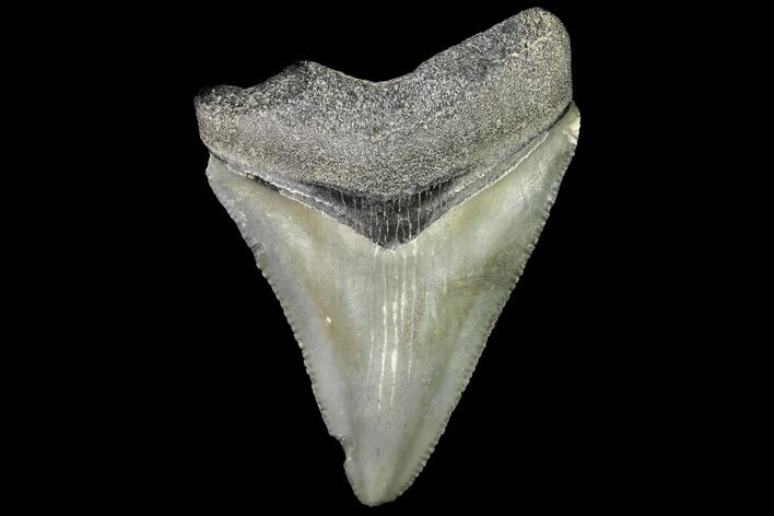 Juvenile Megalodon Tooth - Georgia #115634